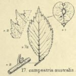 Groenblijvende Ulmus 'Australis' boom met slanke stam en glanzende bladeren.