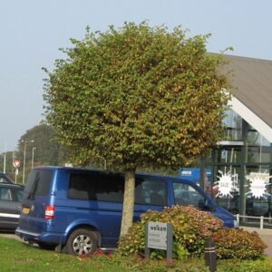 Compacte bolvormige Ulmus minor ‘Umbraculifera’ boom met donkergroene bladeren.