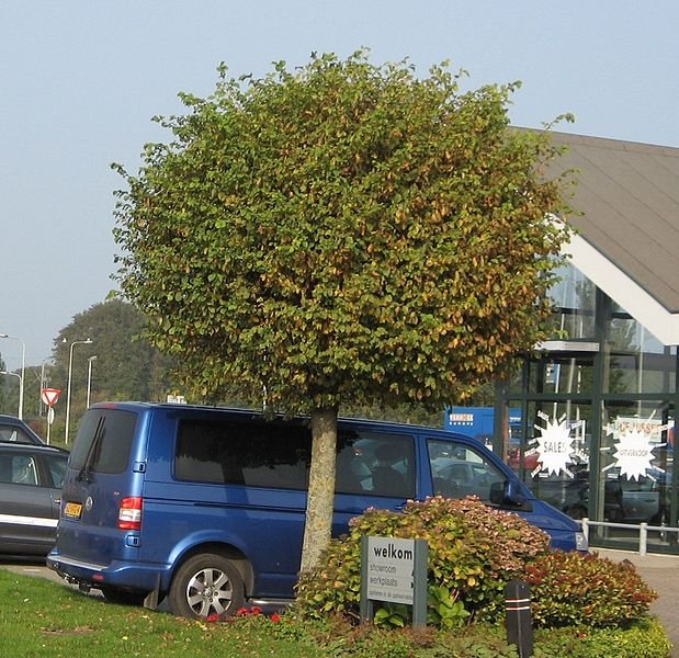 Compacte bolvormige Ulmus minor ‘Umbraculifera’ boom met donkergroene bladeren.