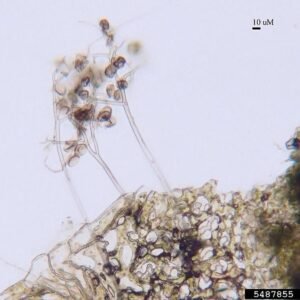 Downy meeldauw veroorzaakt door Peronospora sparsa op een blad.