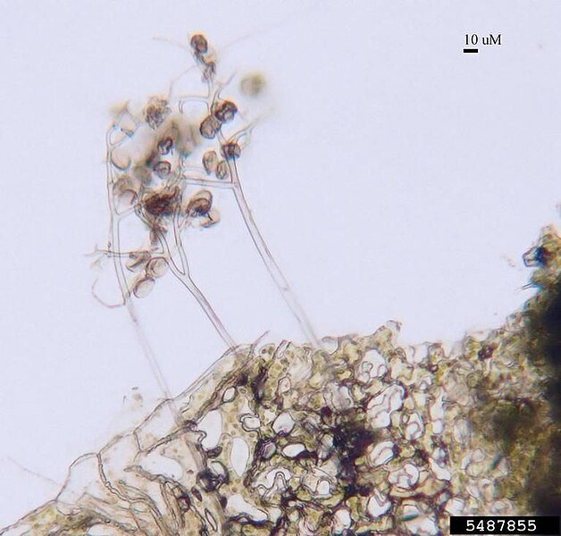 Downy meeldauw veroorzaakt door Peronospora sparsa op een blad.