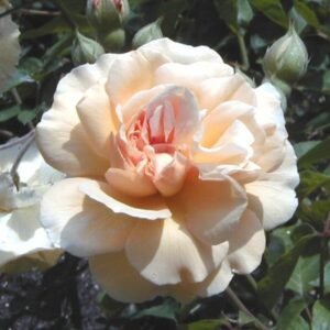 Rosa 'Buff Beauty' roze bloemen met groen blad op lichte achtergrond.