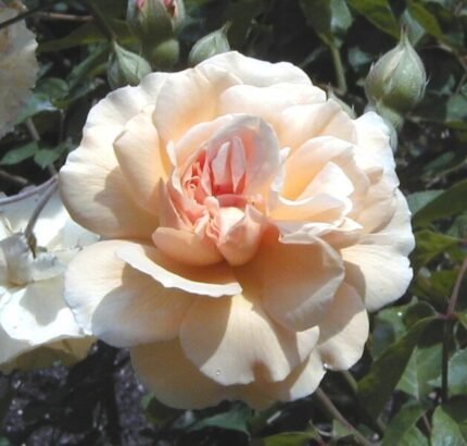Rosa 'Buff Beauty' roze bloemen met groen blad op lichte achtergrond.