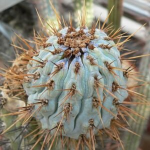 Azureocereus imperator cactusplant met lange stekels en witte bloemen.