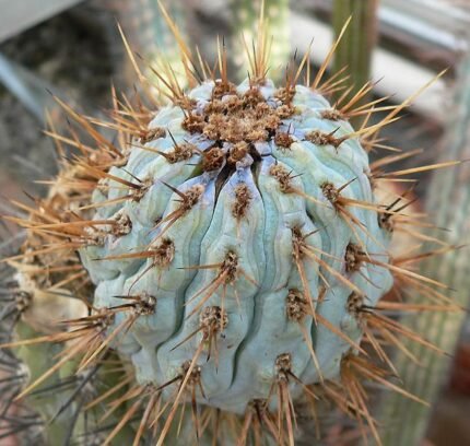Azureocereus imperator cactusplant met lange stekels en witte bloemen.