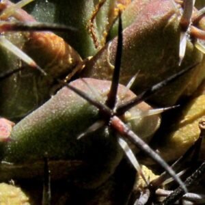Coryphantha georgii cactus met witte bloemen in bloei.