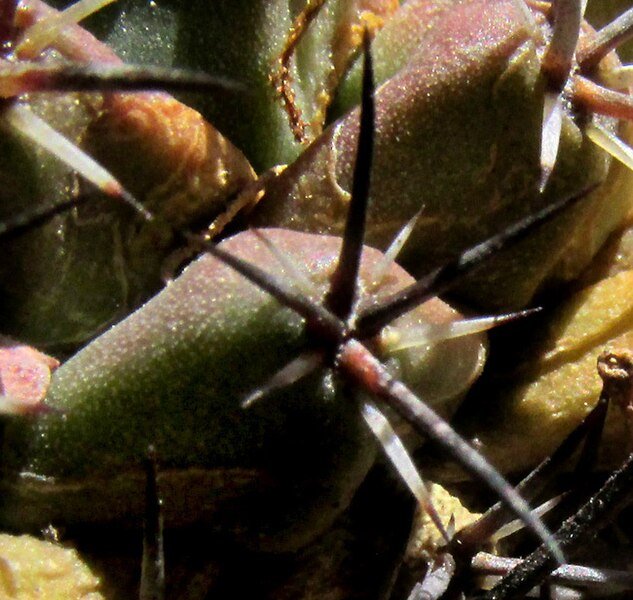 Coryphantha georgii cactus met witte bloemen in bloei.