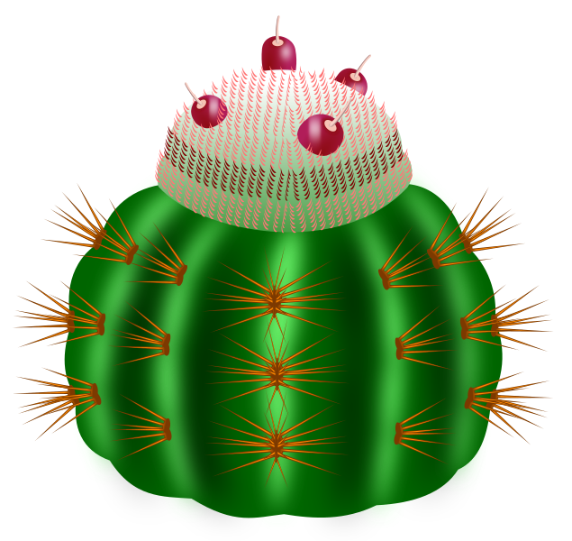 Blauwgroene Melocactus plant met rode vruchten.