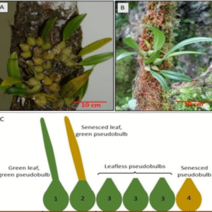 Bulbophyllum raulersoniae en Bulbophyllum guamense vergelijking met bloemknoppen en bladeren.