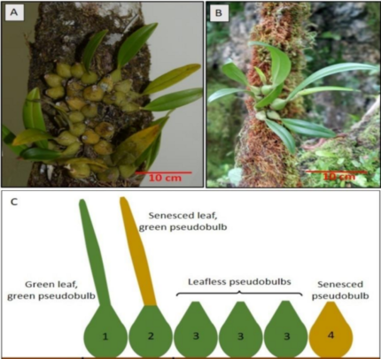 Bulbophyllum raulersoniae en Bulbophyllum guamense vergelijking met bloemknoppen en bladeren.