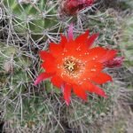 Lobivia hertrichiana cactus met levendige roze bloemen en groene stekelige stelen.