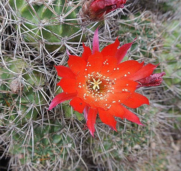 Lobivia hertrichiana cactus met levendige roze bloemen en groene stekelige stelen.