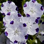 Blauw-witte Nemophila maculata bloemen in zonnige tuinsetting.
