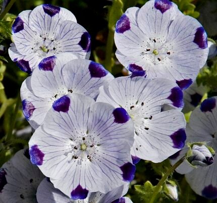 Blauw-witte Nemophila maculata bloemen in zonnige tuinsetting.