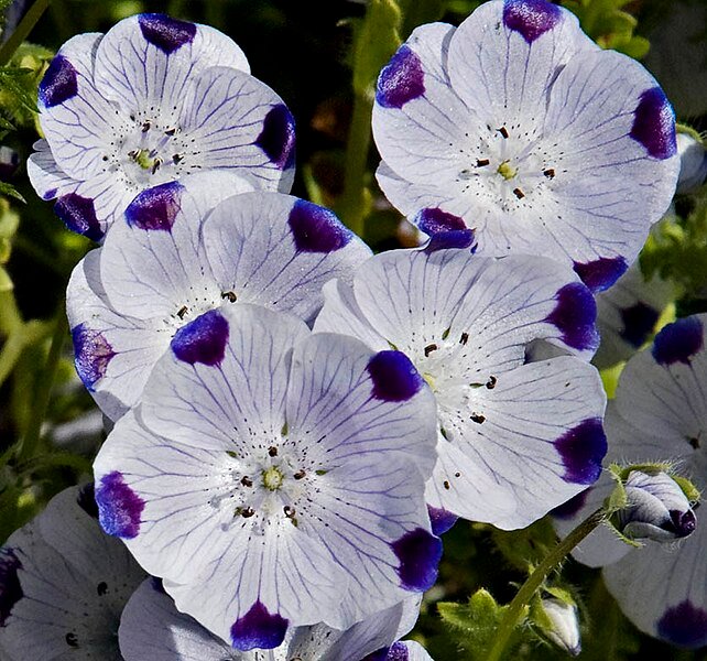 Blauw-witte Nemophila maculata bloemen in zonnige tuinsetting.
