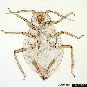 Close-up van een Rhopalosiphum rufiabdominale insect op een plantenblad.