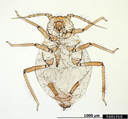Close-up van een Rhopalosiphum rufiabdominale insect op een plantenblad.