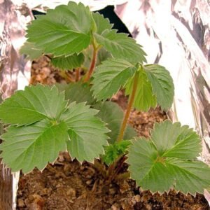Fragaria × vescana rode vruchten en groen blad op heldere achtergrond.