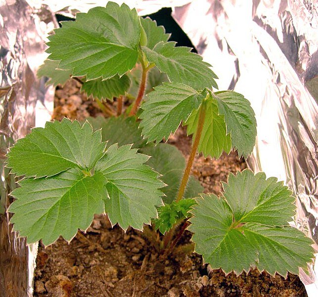Fragaria × vescana rode vruchten en groen blad op heldere achtergrond.