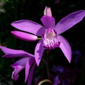 Paarse gestreepte Bletilla striata orchidee in bloei.