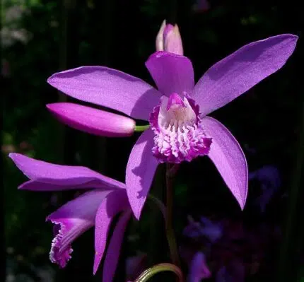 Paarse gestreepte Bletilla striata orchidee in bloei.
