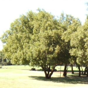 Rhus leptodictya plant met groene bladeren en bruine stam.
