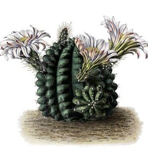 Echinocereus pulchellus cactus met paarse bloemen en stekels.