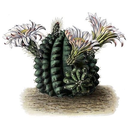 Echinocereus pulchellus cactus met paarse bloemen en stekels.