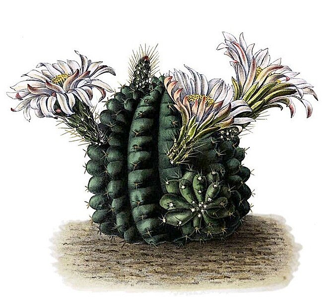 Echinocereus pulchellus cactus met paarse bloemen en stekels.