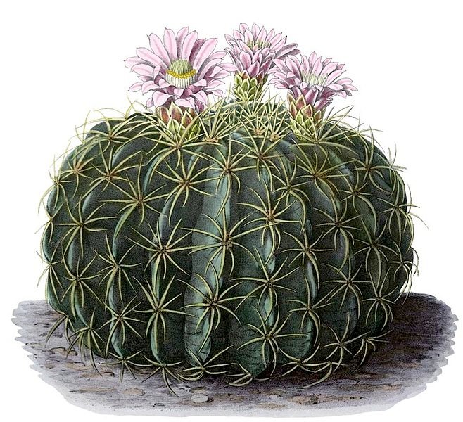 Ferocactus macrodiscus met lange spines tegen een vage achtergrond.