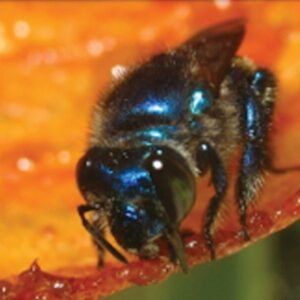Female Euglossa hyacinthina shaping resin along nest envelope rim - JHR-029-015-g001D.