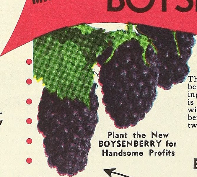 Jonge Boysenbes struik in schaduwrijke standplaats.