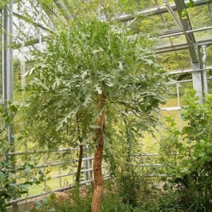 Cussonia paniculata plant with green leaves and textured bark.