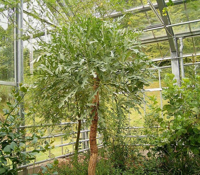 Cussonia paniculata plant with green leaves and textured bark.
