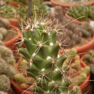 Groene stekelcactus met gele bloemen in pot.