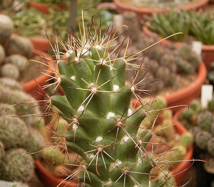 Groene stekelcactus met gele bloemen in pot.