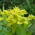 Euphorbia sarawschanica plant met dikke, stekelige groene stelen en kleine gele bloemen.