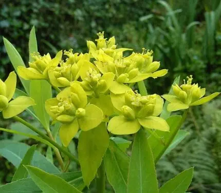 Euphorbia sarawschanica plant met dikke, stekelige groene stelen en kleine gele bloemen.