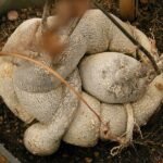 Kedrostis nana plant met kleine hartvormige bladeren in een pot.
