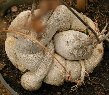 Kedrostis nana plant met kleine hartvormige bladeren in een pot.