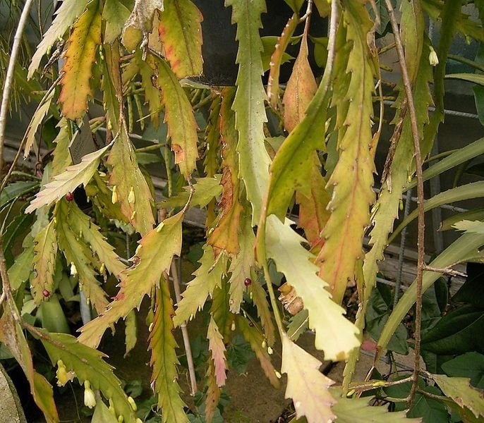 Lepismium houlletianum, groene cactus met langwerpige bladeren en dunne stelen.