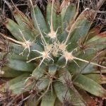 Leuchtenbergia cactus met lange, slanke groene stelen, bekroond met clusters van gele bloemen.