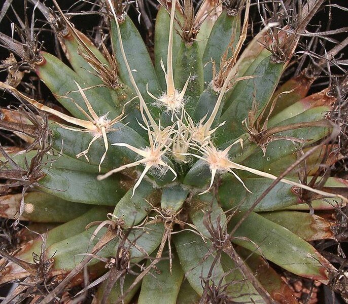 Leuchtenbergia cactus met lange, slanke groene stelen, bekroond met clusters van gele bloemen.
