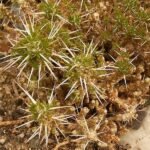 Maihuenia patagonica plant met stekelige bladeren en witte bloemen.