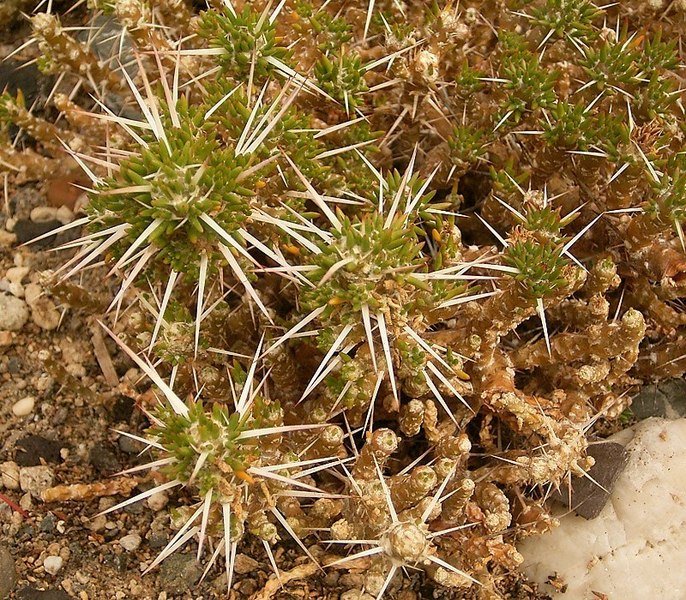 Maihuenia patagonica plant met stekelige bladeren en witte bloemen.