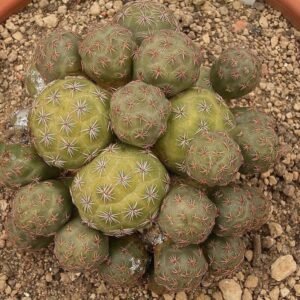 Tephrocactus bonnieae cactus met groene cilindrische stelen en kleine witte doornen.