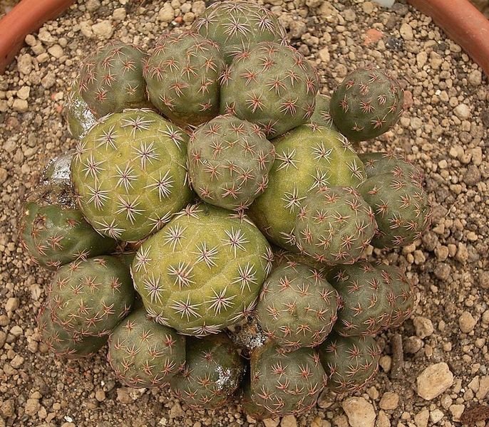Tephrocactus bonnieae cactus met groene cilindrische stelen en kleine witte doornen.