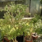 Sedum oxypetalum plant met vlezige groene bladeren en stervormige witte bloemen.