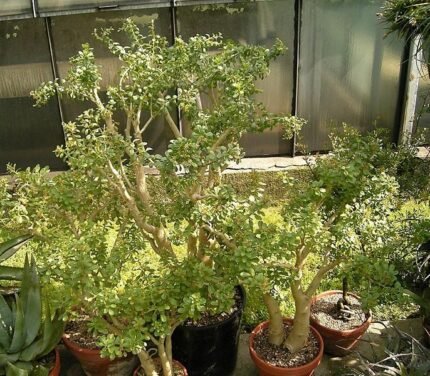 Sedum oxypetalum plant met vlezige groene bladeren en stervormige witte bloemen.