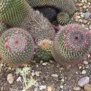 Mammillaria carnea cactus met witte doornen en roze bloemen.
